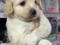 2 Aylık Terrier