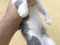 Gri beyaz yavru scottish fold