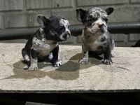 French Bulldog Yavrularımız Yeni Ailesini Arıyor