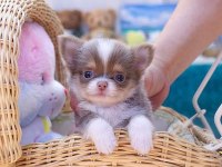KORE ASILLI CHIHUAHUA BEBEKLER