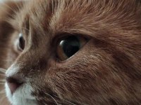 British Longhair Kırması Dostlarımız Yuva Arıyor