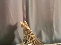 Bengal kedisi yavrularımız