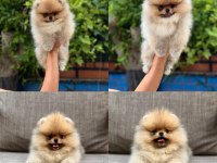 Pomeranian Boo Irk Garantili