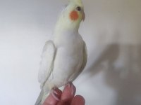 Erkek lutino sultan papağanı yavru