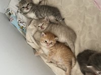 British shorthair sarı 3 aylık