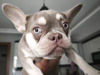 Oyuncu Ve Sevimli French Bulldog