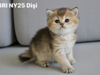 British shorthair Ny2533/Ny25 Disi Yavrular