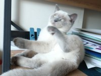 Safkan british shorthair blue point