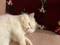 British longhair kedisi
