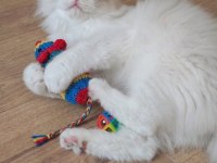 SECERELİ RAGDOLL YAVRULAR