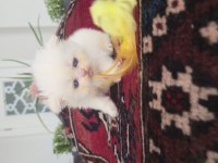 Erkek Golden Point British Longhair