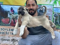 Boz aslan köpeğimiz