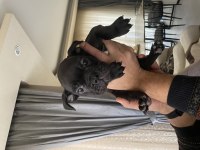 Blue ve siyah 2 aylık french bulldog yavrular