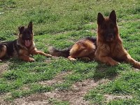 Az insan bol huzur 1 köpek çok keyif alman kurdu