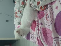 Sahiplendirme british shorthair