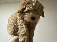 A KALİTE MALTİPOO