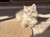 Safkan dişi yavru british longhair