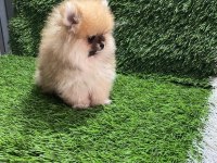 POMERANIAN BOO YAVRULAR [MAJYAJSIZ FÖNSÜZ}