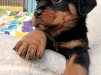 Tr nin en iddalı rottweiler yavruları (koca kafa)
