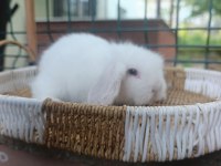 Hollanda teddy lop tavşan yavrular