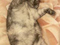 1 yaşında evcil aşıları tamam british shorthair