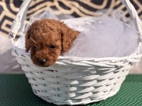 Toy poodle yavrularımız kore hazır
