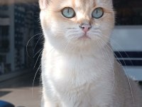 British shorthair