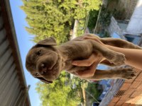 BLUE & LİLAC DEV CANE CORSO YAVRULAR