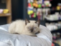 Uygunu Ve Güzeli Olsun Diyenlere British Shorthair