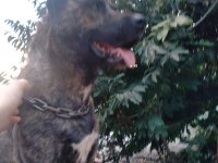 Belçika kurdumuza eş aranıyor