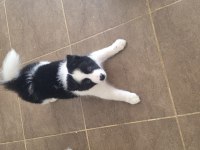 ÇOK ÖZEL BORDER COLLIE YAVRULAR