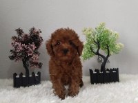 Mini mini Kore poodle yavrular sizi bekliyor