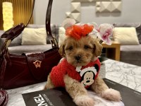 Küçük maltipoo kızım Miniş