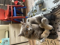 1.5 Yaşında British Shorthair Duman Yavrumuz