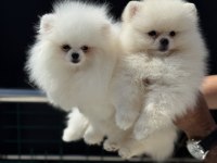 Teddy bear  face pomeranian yavrularmız