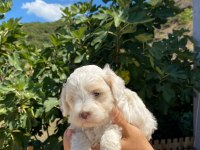 Maltese yavrumuz 2 aylık