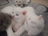 Yavru british longhair