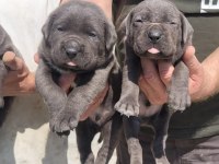 Koca kafa cane corso kendi köpeğimin yavruları