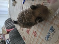 Ukraynalı anneden 2 aylık pomeranian