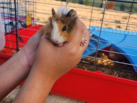 Çocuklara alışkın ginepig sahiplen