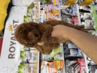 Toy poodle red brown yavrumuz en koyusundan