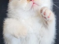 BODİ ERKEK CİNS KEDİ