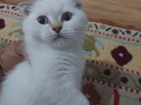 Tek Erkek Yavru Scottish Fold