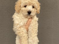 2 aylık toy poodle erkek