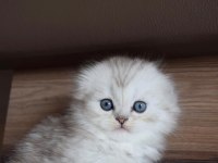 Mavi Gözlü ve Yeşil Gözlü Scottish Fold Yavrular