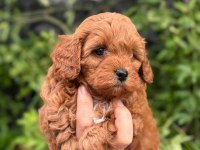 TEACUP KORE MALTİPOO YAVRULARI