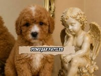 Orijinal Toy Poodle