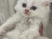 Yavru british longhair (uzun tüylü)