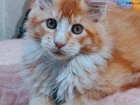 Maine coon 3 aylık erkek yavrular