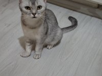 Tatlı scottish fold kız leyli